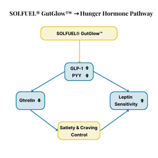 Hunger Hormone Pathway