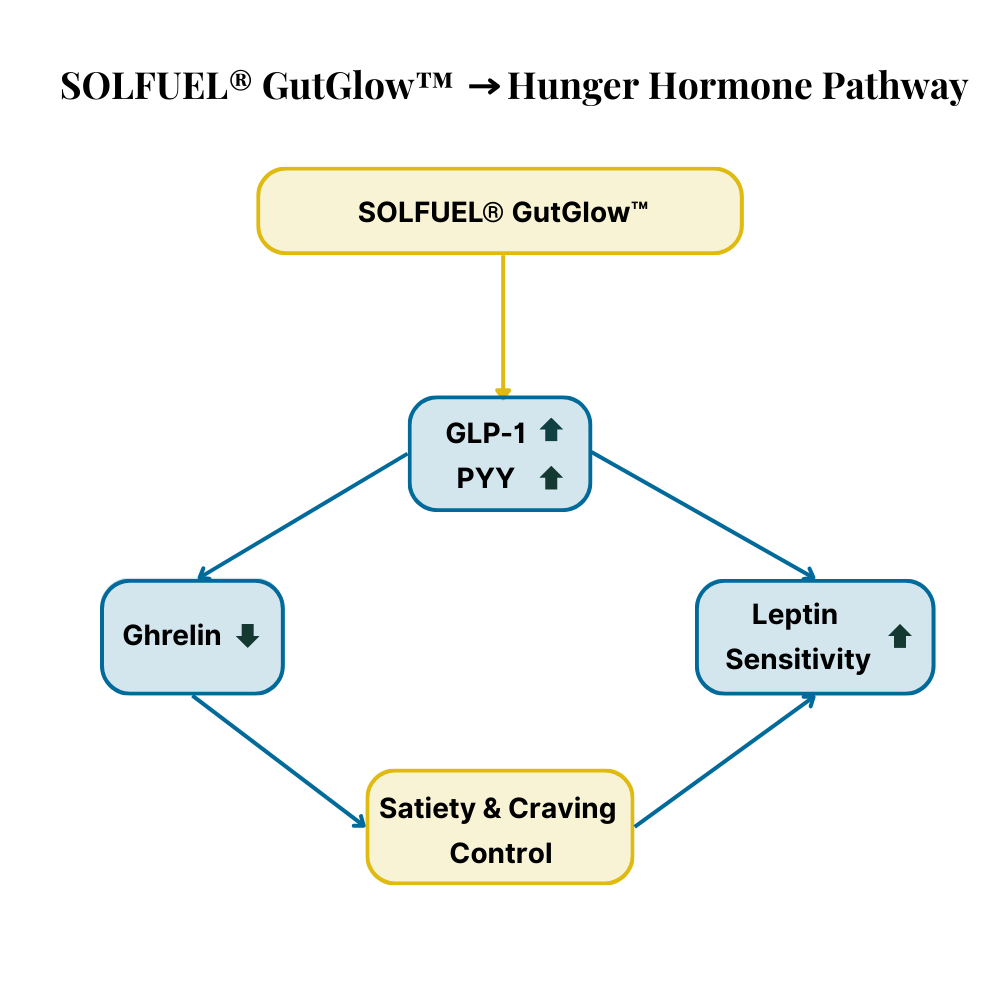 Hunger Hormone Pathway